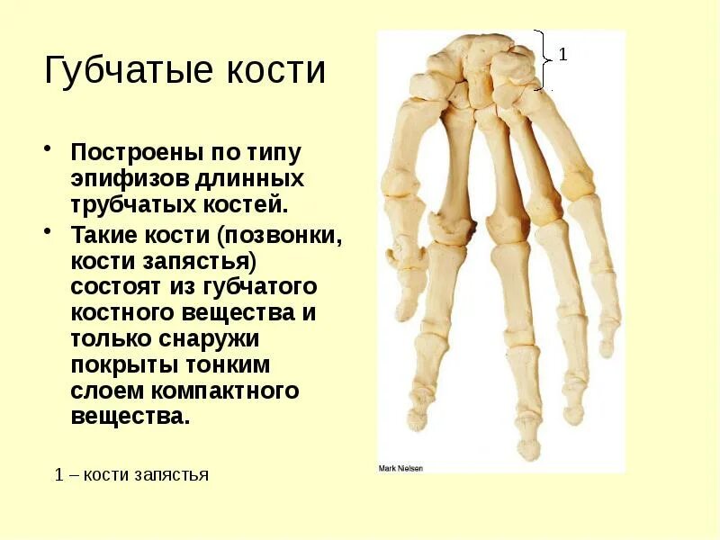 Типы костей губчатые трубчатые. Трубчатая кость и губчатая кость. Кости запястья анатомия губчатое вещество. Длинные короткие трубчатые губчатые плоские кости.