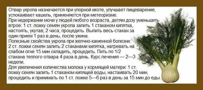 От чего семена укропа помогают взрослым. От чего помогают семена укропа. Отвар укропа. Настой укропа. Настой семян укропа.