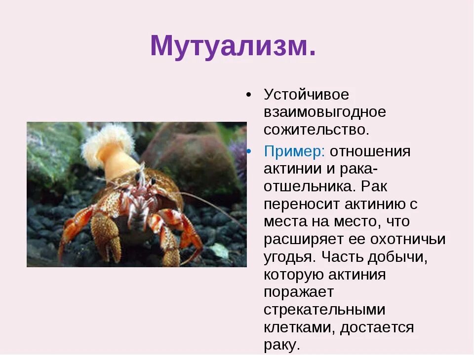 Примерами мутуализма являются