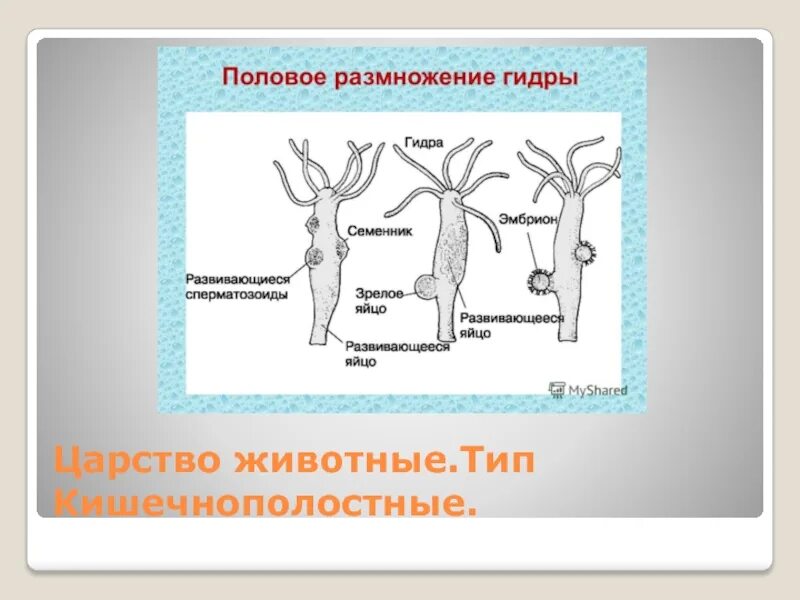 Тест размножение и развитие организмов 10. Царство животные Тип Кишечнополостные. Размножение царства животных. Индивидуальное размножение. Царство животные размножение.