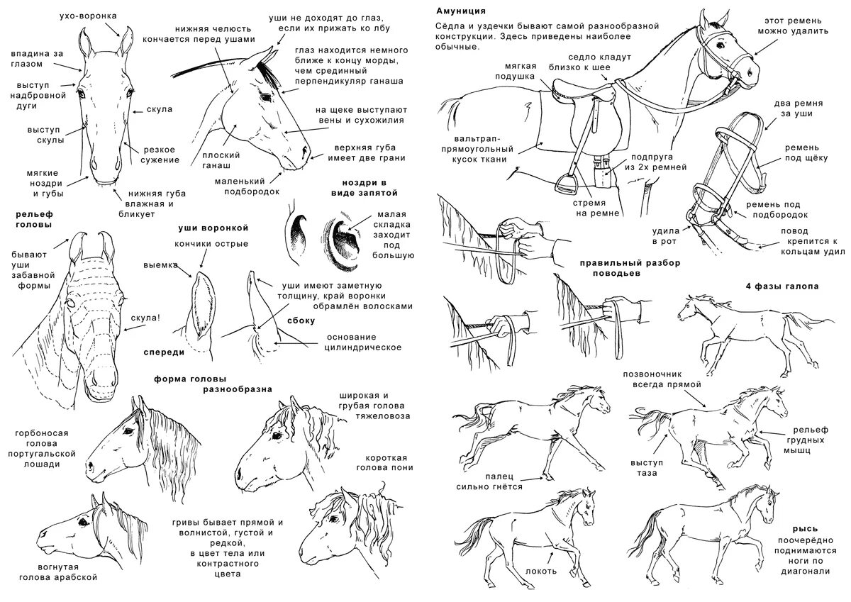 Лошади разбор. Экстерьер лошади схема. Анатомия лошади схема. Уздечка для лошади схема. Узда для лошади схема.