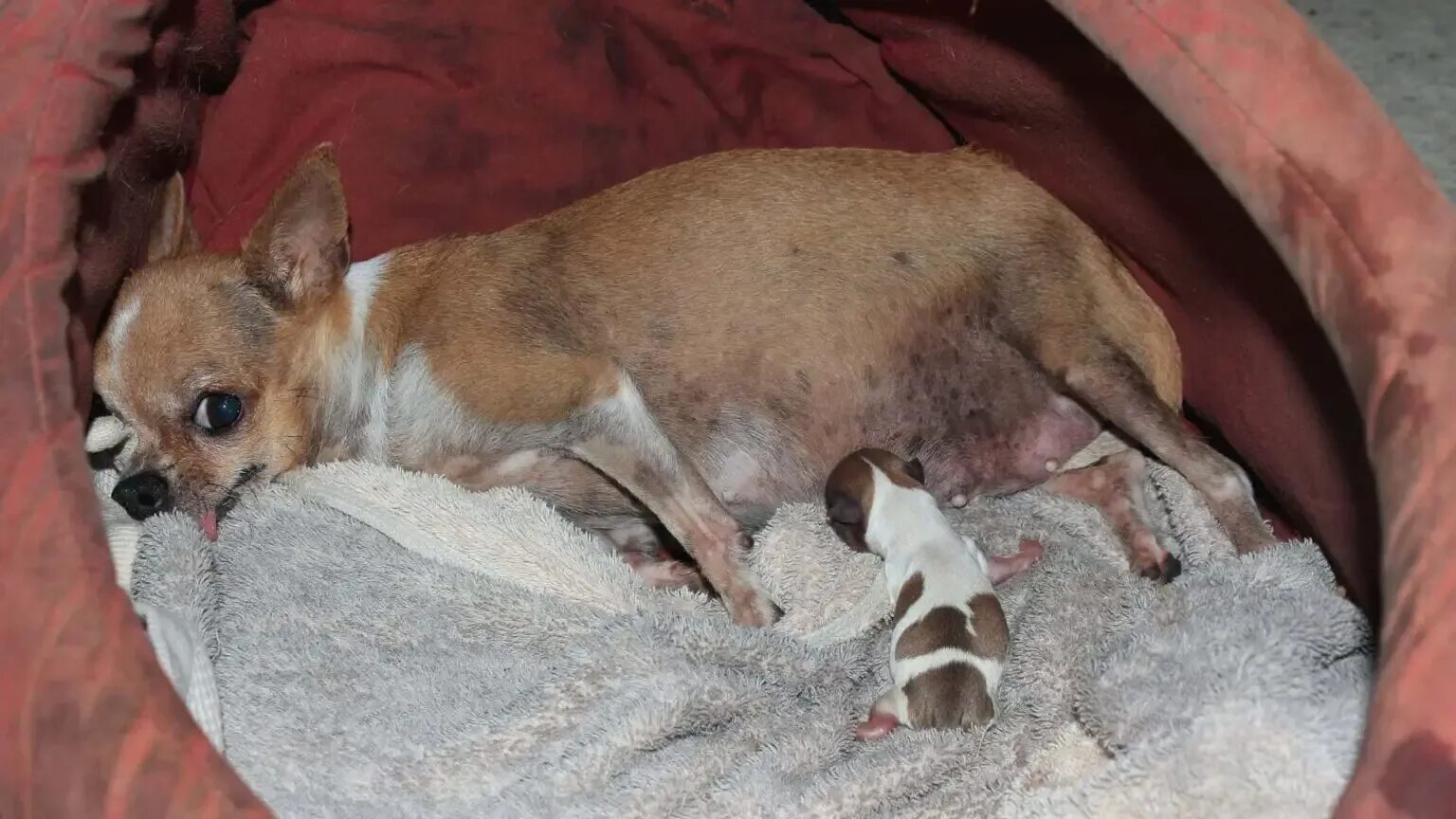 Беременные маленькие собаки. Беременность мелких пород