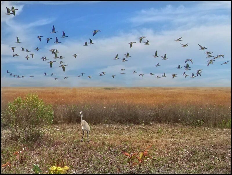 Журавли летят над полем. Птицы улетают на Юг. Птицы над полем. Журавли в поле. Стая перелетных птиц.