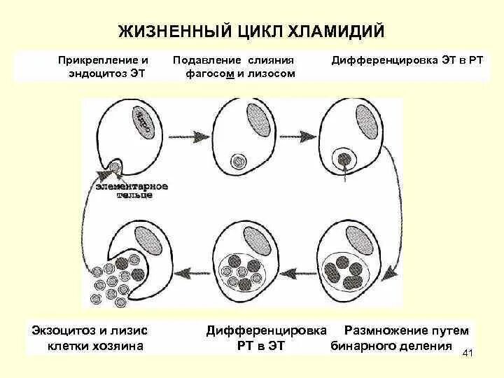 Жизненный цикл хламидий. Цикл развития Chlamydia trachomatis:. Этапы цикла развития хламидии. Жизненный цикл хламидии микробиология. Цикл развития хламидий микробиология.