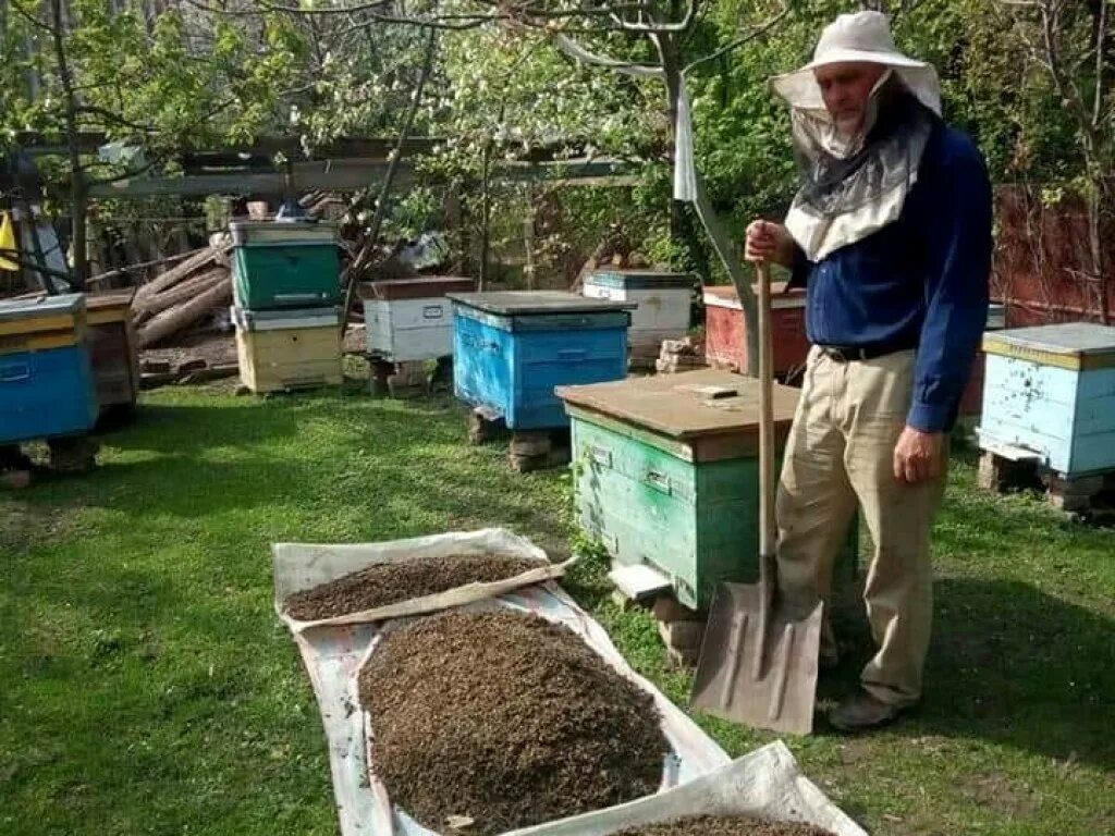 Пчелы гибнут. Массовая гибель пчел. Уничтожение пчел. Пестициды и пчелы. Пасека пестициды.