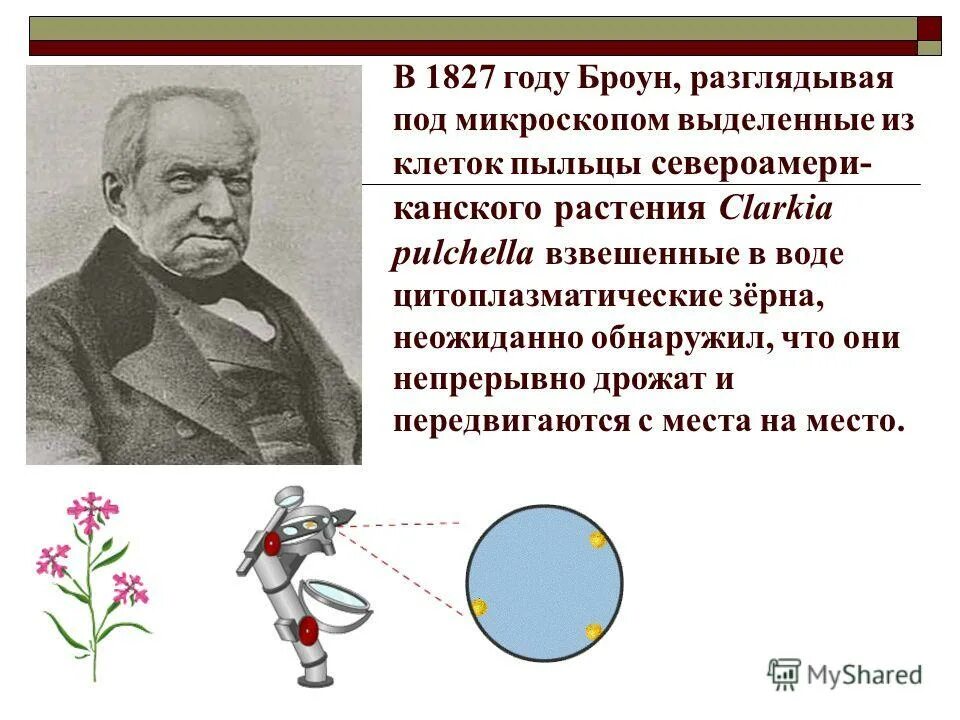 Движение броуна. Опыт Броуна броуновское движение. Броун физик 1827.