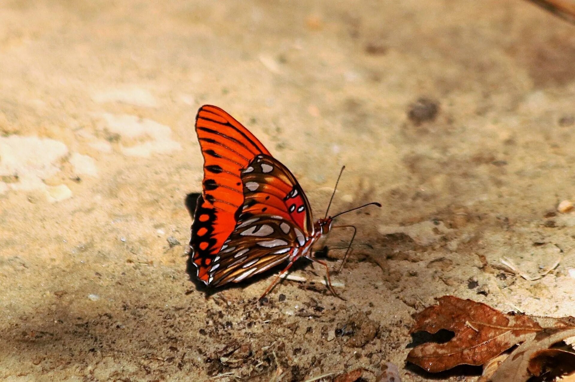 Бабочка черно оранжевая. Оранжевая бабочка. Бабочка оранжевая с черными. Бабочка оранжевая с черными пятнами. Бабочка с оранжевыми крыльями и черными пятнами.