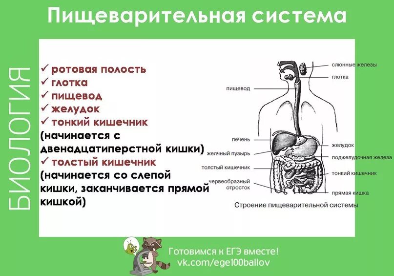 Биология пищеварительная система 8 класс проверочная работа. Пищеварительная система ЕГЭ. Ферменты пищеварительной системы человека. Пищеварение ЕГЭ. Пищеварительная система человека ЕГЭ.