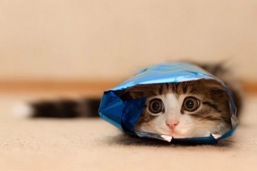 Котенок умеет. Деймон сальваторе с медвежонком. Новорожденные котята. Рыжий котенок с голубыми глазами. Кот скучает.