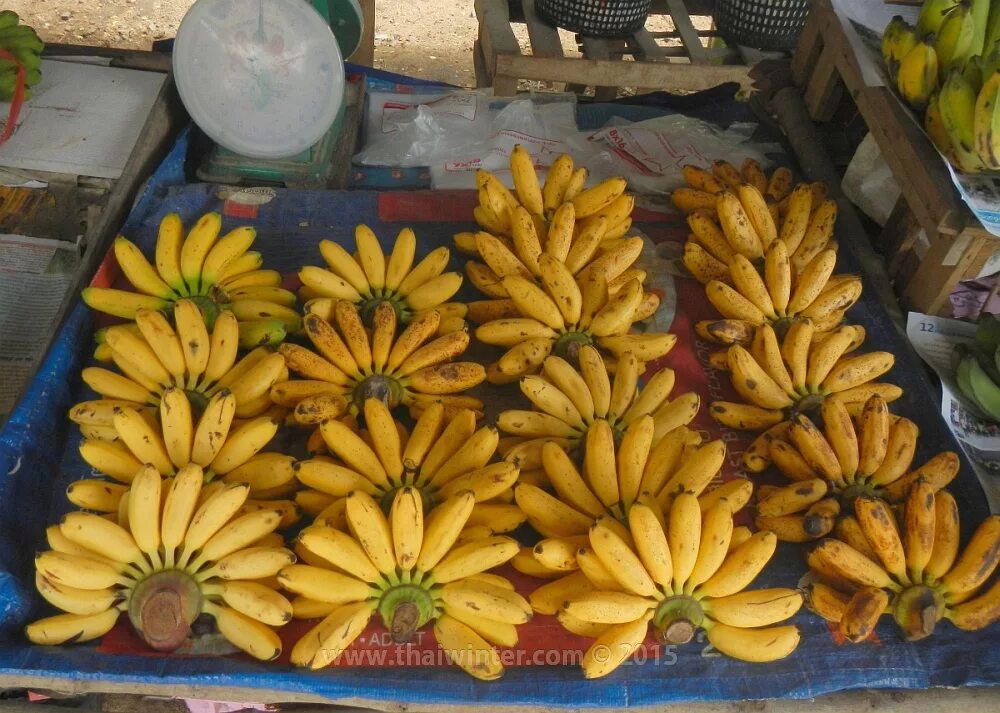 разные бананы. золотые бананы сорт. редкие сорта бананов. сорта бананов. кормовой сорт бананов.