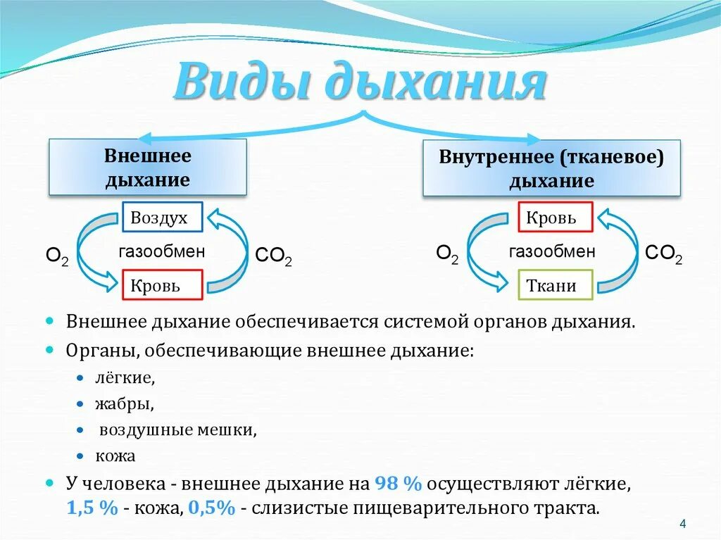 Внутреннее дыхание является. Типы дыхания классификация. Виды дыхания у человека. Перечислите типы дыхания. Перечислите основные типы дыхания..