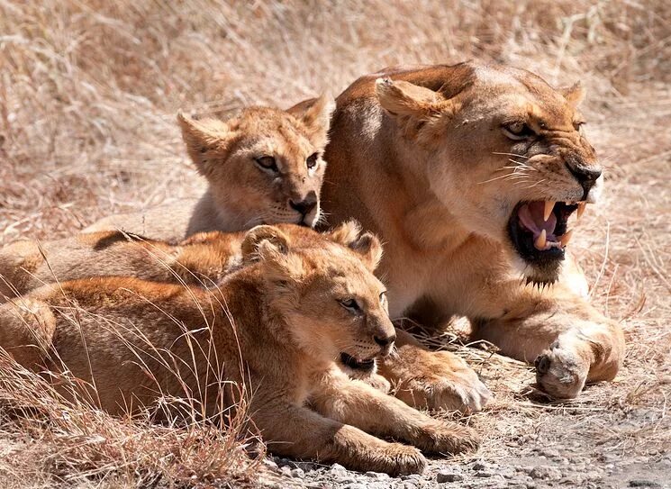 хищные собачьи. какие опасные дикие животные. нильский крокодил охотится. собака динго. опасные дикие животные.