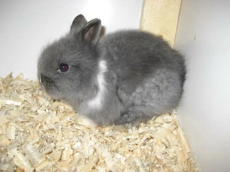 Кролик декоративный черно белой взрослый. Кролик декоративный с подводкой взрослый. Декоративные кролики в возрасте 2 х месяцев. Карликовые кролики Возраст 2 месяца.