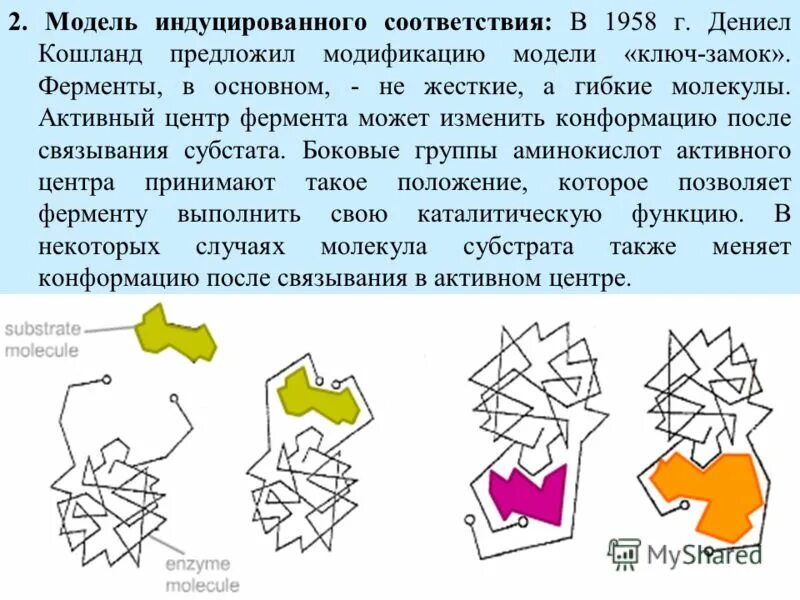 Конформация фермента. Модель индуцированного соответствия ферменты. Теория индуцированного соотв. Теория индуцированного соответствия фермента. Теория индуцированного соответствия фермента Кошланда.