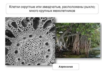 Клетки ткани расположены рыхло