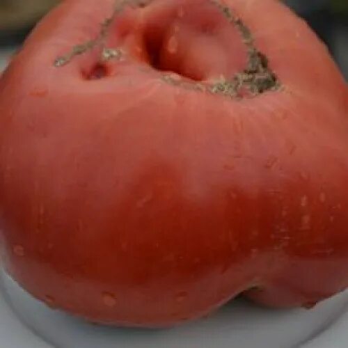 томат бычок отзывы. томат бурлак минусинский. томат бычье сердце минусинское кистевое. томат минусинские бычки. томат бычок отзывы.