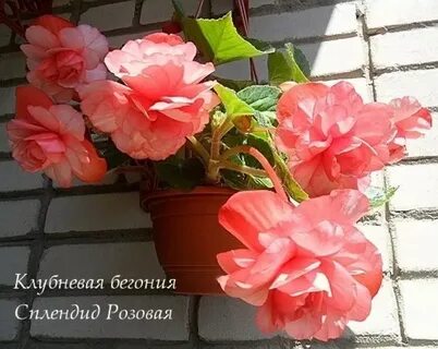 Бегония сплендид
