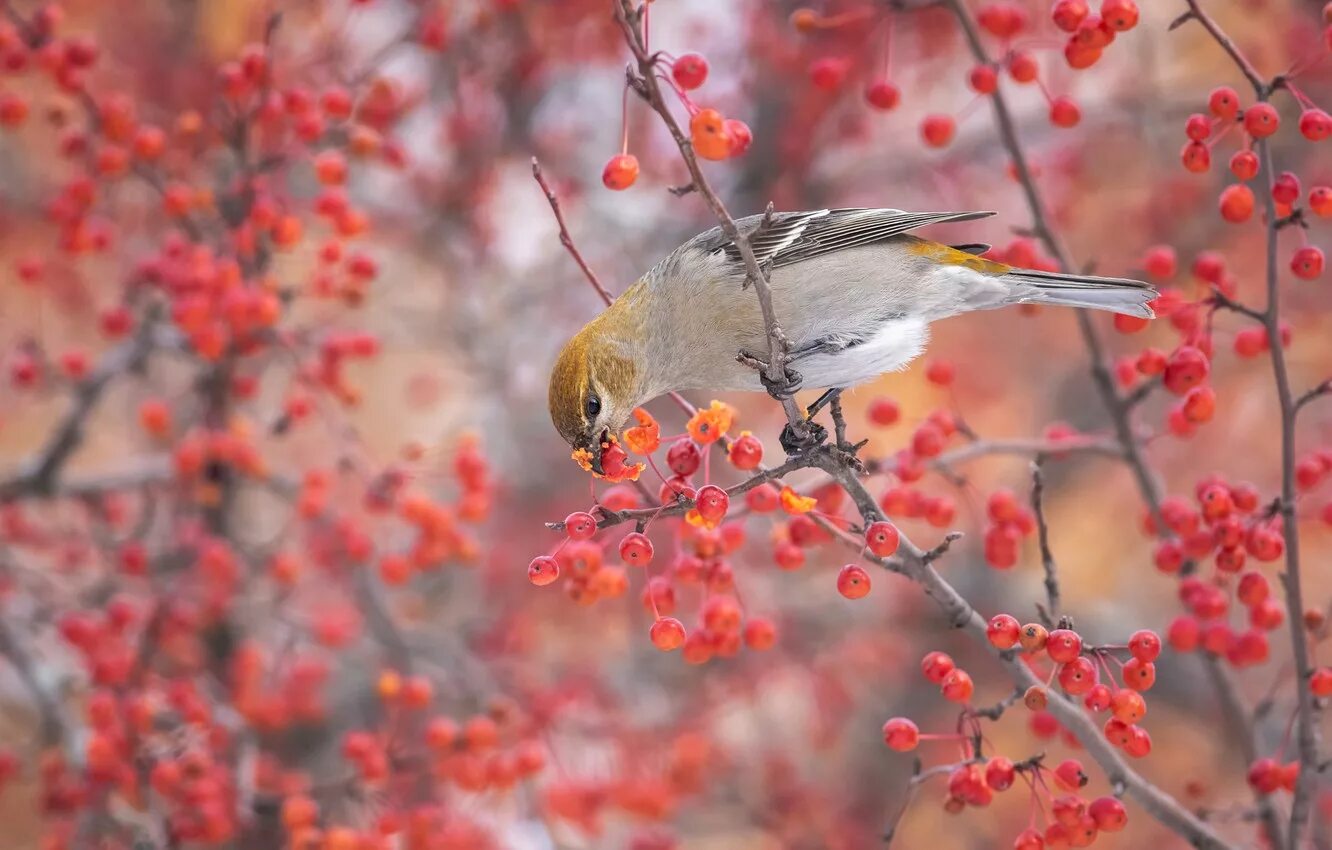 Autumn birds. Осенние птицы. Птица на ветке осень. Птицы осенью. Синичка на ветке.