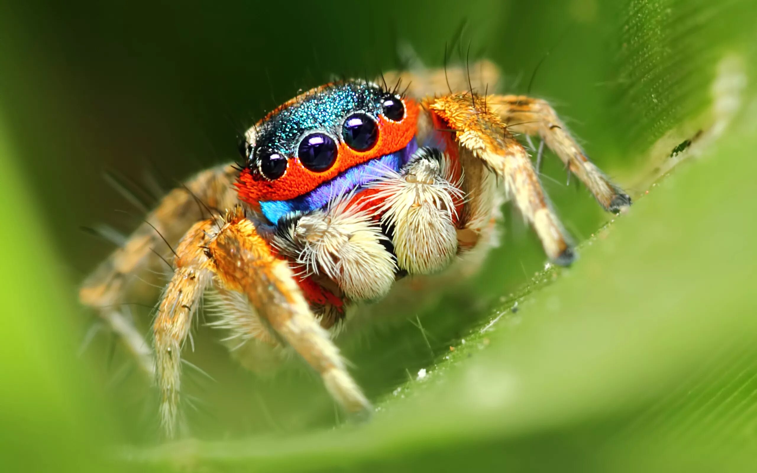 Spiders pictures. Паук-скакунчик Багира Киплинга. Красноспинный паук скакун. Паук скакун обыкновенный. Паук Королевский Phidippus Regius.