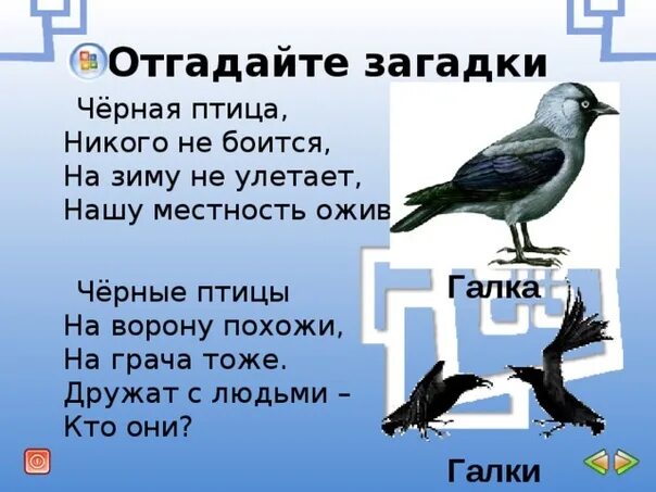 Я живу под землей в темной загадка. Загадка про галку. Загадка про галку птицу. Загадка про ворона. Загадка о воронах.