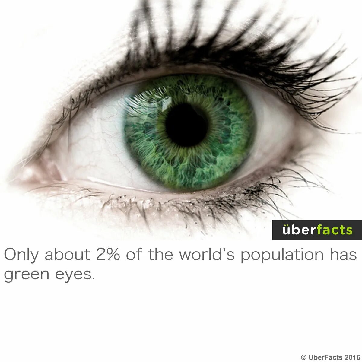 He got green eyes. Зелёные глаза. Зеленый зрачок глаза. Зеленые глаза на солнце. Зелёный цвет глаз самый редкий.