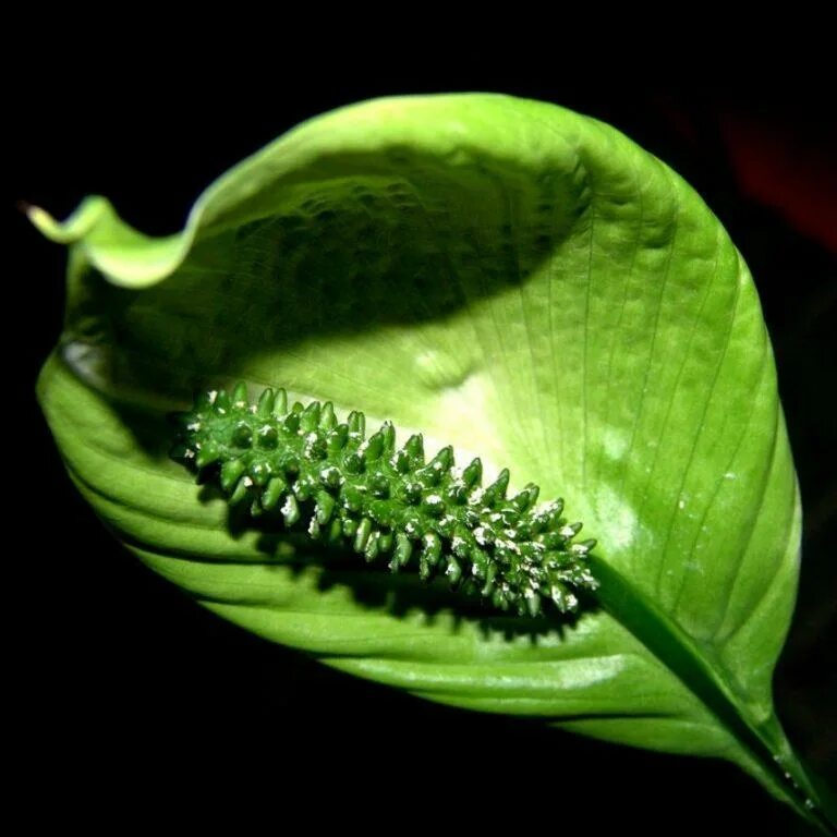 Стать зеленым. Spathiphyllum cochlearispathum. Спатифиллум зеленый. Спатифиллум зеленые цветы. Спатифиллум зелёные цветочки.