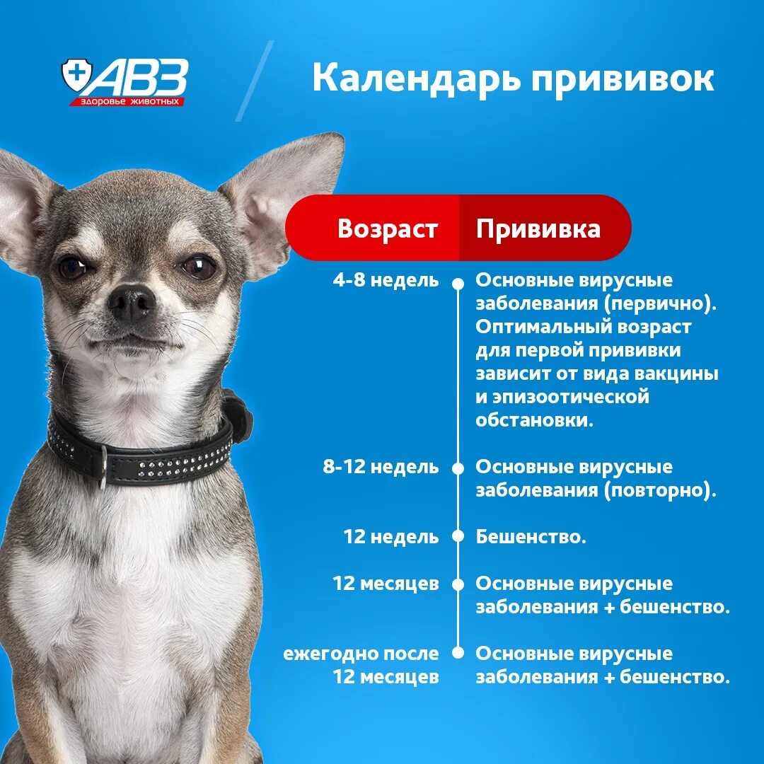 Какие прививки делают щенкам в месяц. Чихуа прививки. чихуахуа прививки по возрасту. прививки для собак чихуахуа. прививки для чихуа по возрасту.