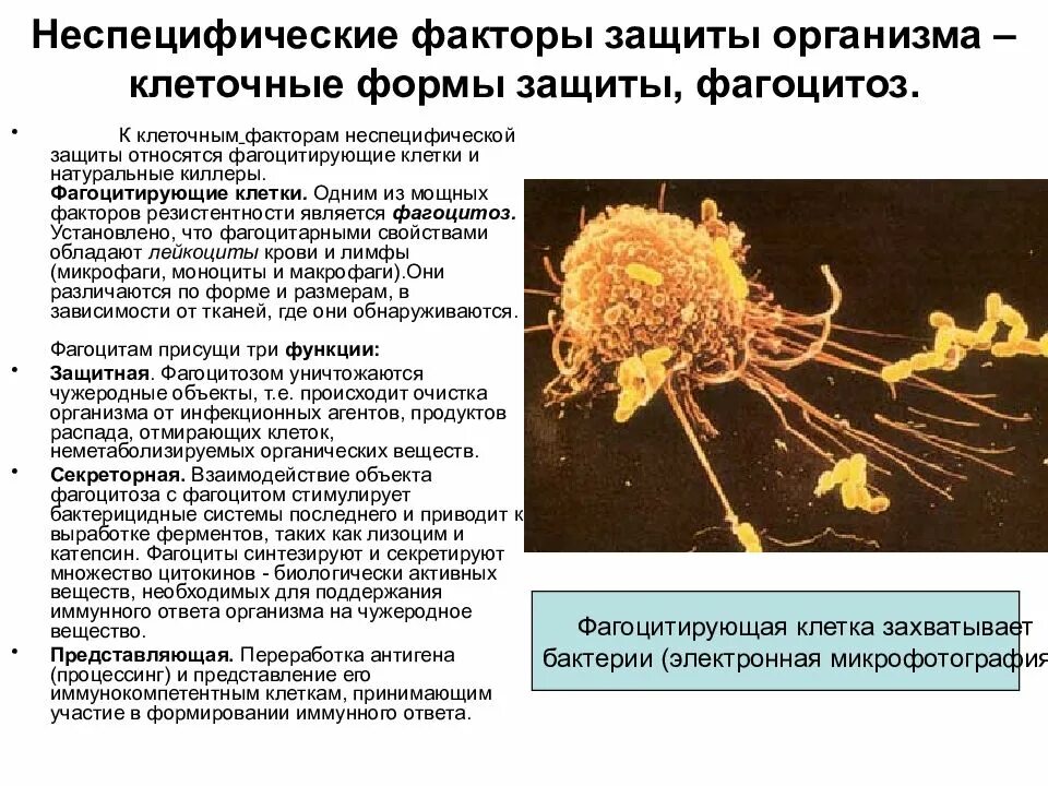 Клеточные факторы неспецифической защиты. Клетки антиген неспецифической защиты. Клеточные неспецифические факторы защиты фагоциты. Антиген неспецифические факторы иммунной защиты. Резистентность крови