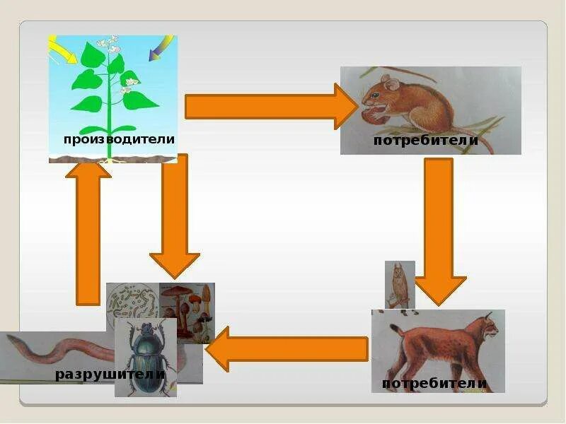 Круговорот веществ производители потребители Разрушители. Круговорот веществ в природе потребители производители Разрушители. Модель демонстрирующая круговорот веществ по окружающему миру. Модель круговорота веществ производители, потребители, Разрушители.