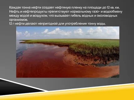 Самая высокая степень загрязнения нефтепродуктами приходится на