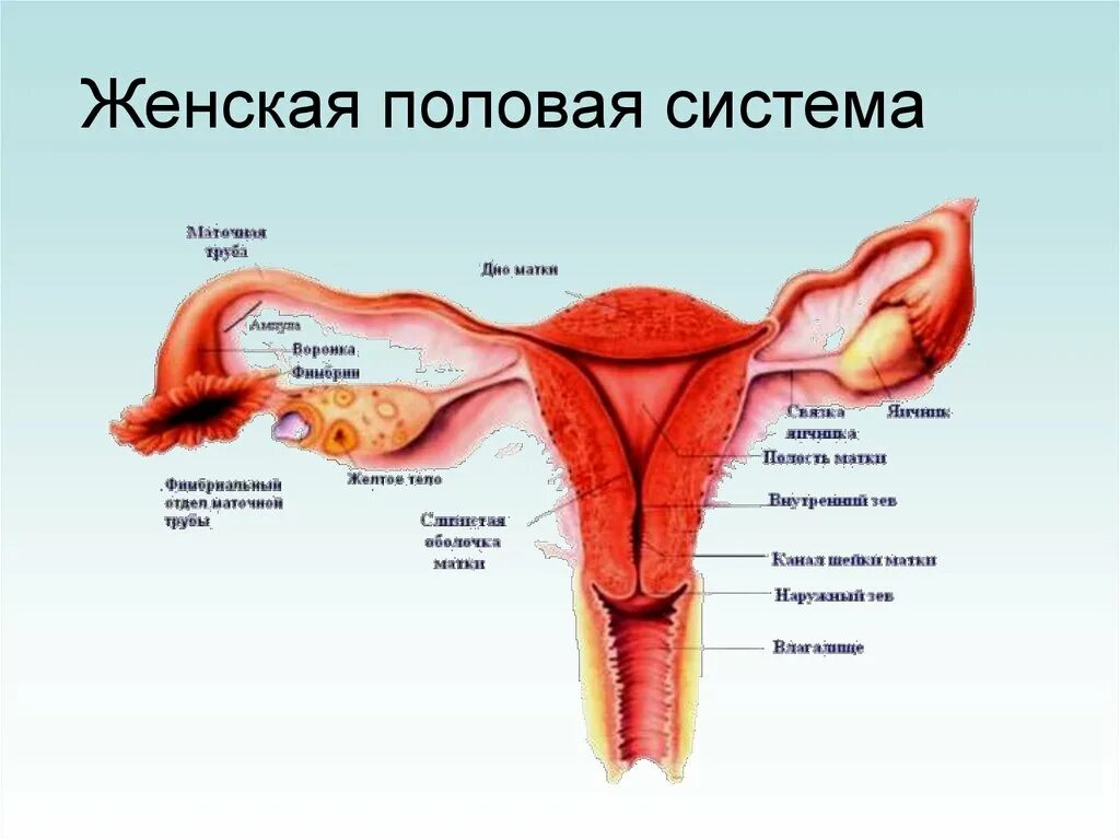 Женская половая система матка