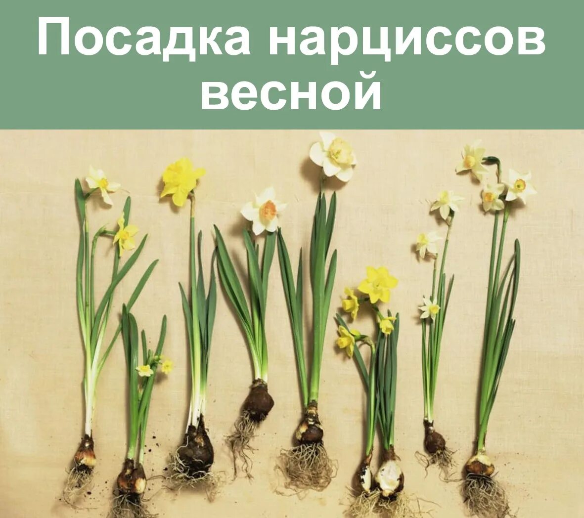 Проблемы нарциссов. Нарцисс побег. нарцисс растение побег. нарцисс строение. размножение нарциссов.
