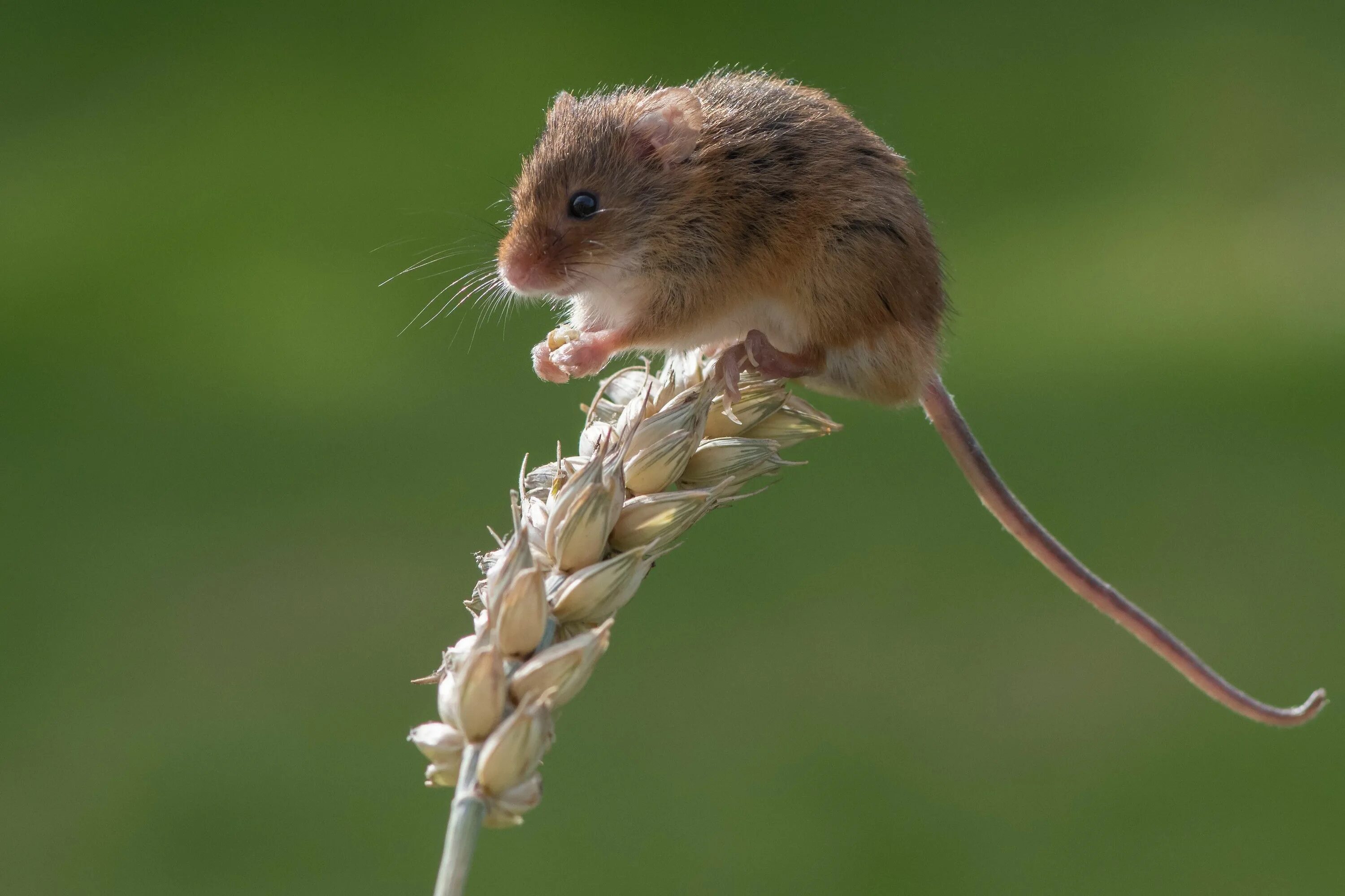 Мышь Малютка полевка. Мышь-Малютка – Micromys minutus. Полевая мышь Apodemus agrarius. Мышь Малютка Луговая. Хомяки полевки