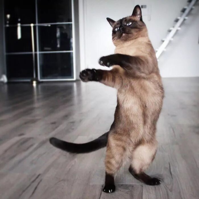 Где коты танцуют. Танцующий кот. Котик танцует. Танец кошки. Тотикикоторее танцуют.