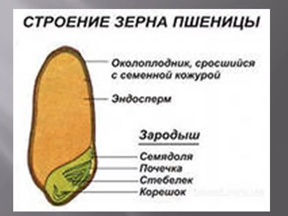 Строение семян однодольных растений Зерновка пшеницы. Строение семени зерновки пшеницы. Строение зерновки пшеницы строение семян однодольных растений. Строение зерна пшеницы околоплодника.