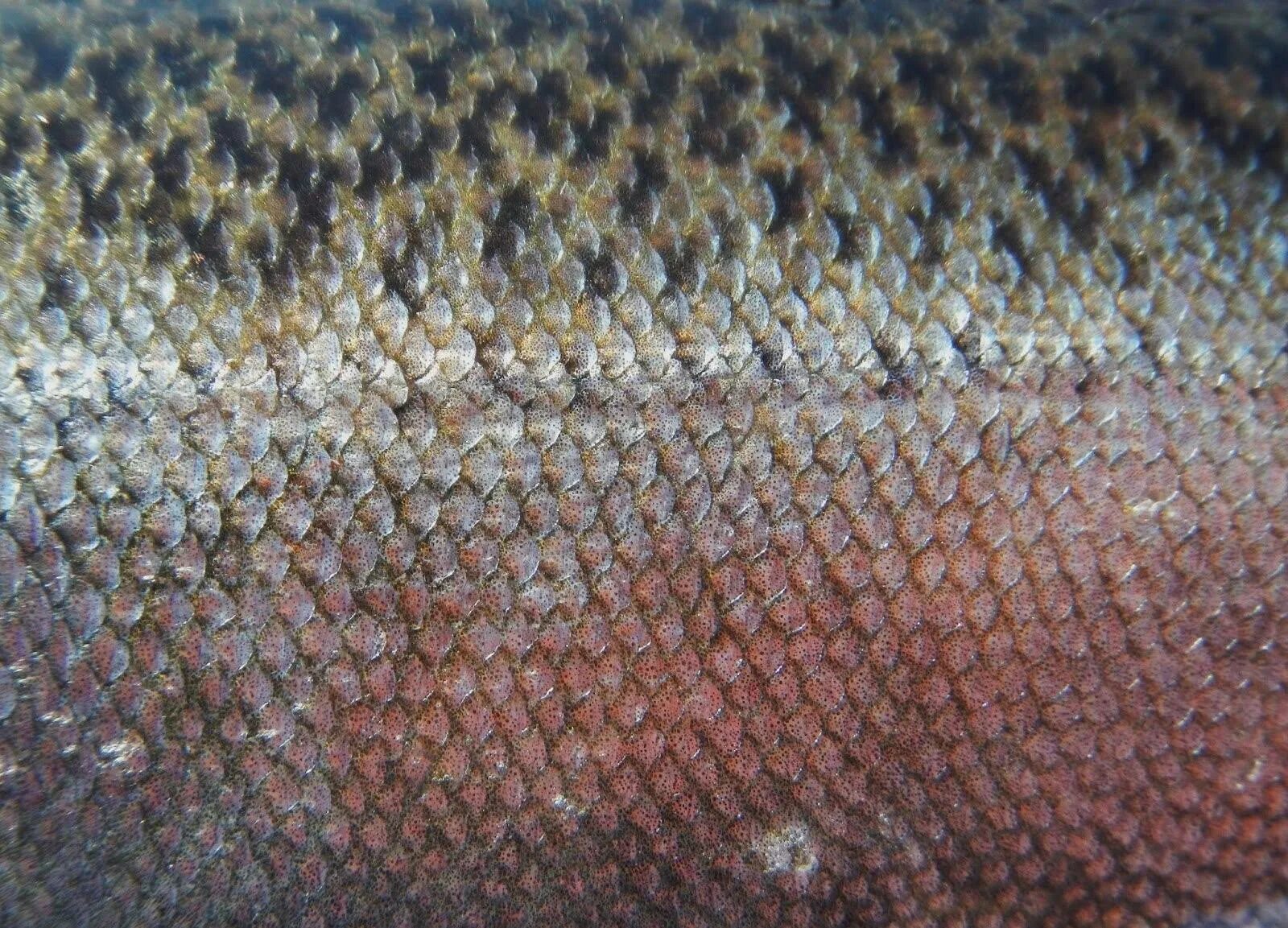 Как расположена чешуя на теле рыбы какое. Ктеноидная чешуя щуки. Чешуя лосося.