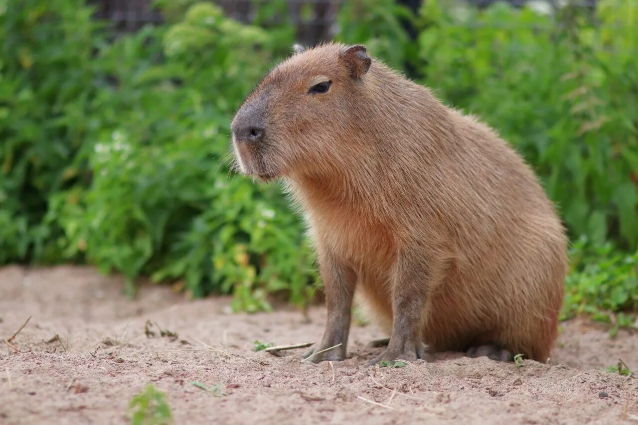 Крупный грызун ответ. Самый большой грызун капибара. Крупный грызун ответ. Сумчатые капибара. Малая водосвинка.