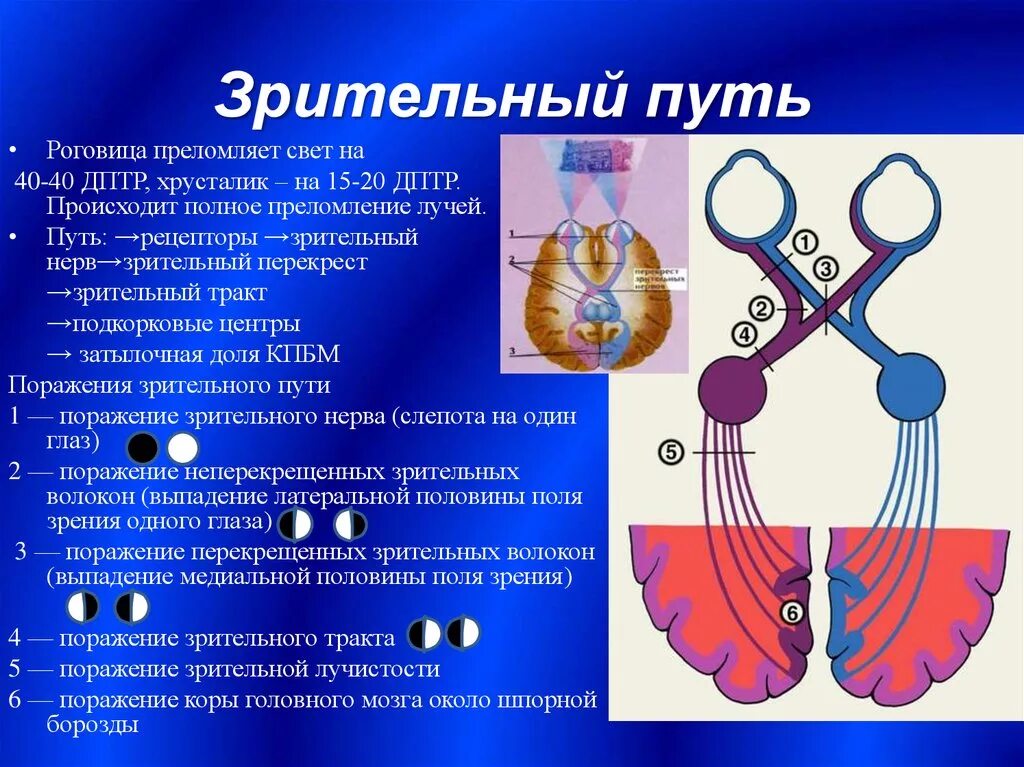 Зрительный нерв образован. Проводящие пути зрительного анализатора физиология. Перекрест нервных путей зрительного анализатора. Перекрест волокон зрительного нерва. Зрительный нерв неврология путь.