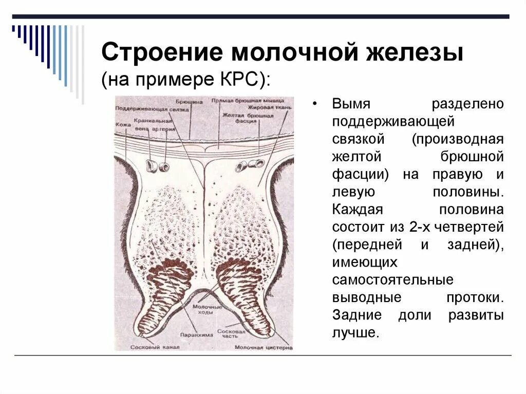 Верховые железа. Строение молочных желёз коровы. Строение молочной железы крупного рогатого скота. Строение молочной железы коровы. Строение молочной железы козы.