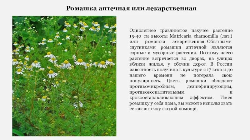 Matricaria chamomilla. Ромашка аптечная классификация растения. Ромашка аптечная объединяет растения одного природного сообщества. Ромашка аптечная объединяет растения одного природного сообщества. Ромашка аптечная желтая.