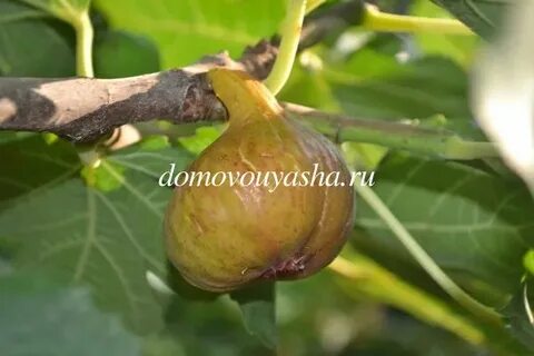 Со скольки можно инжир