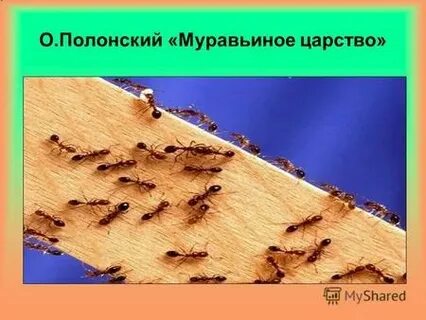 О полонский муравьиное царство
