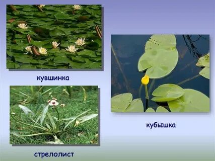 Кубышка кувшинка стрелолист
