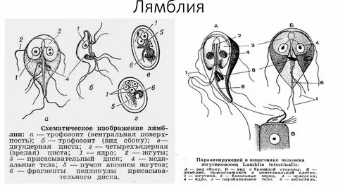 Лямблия схема