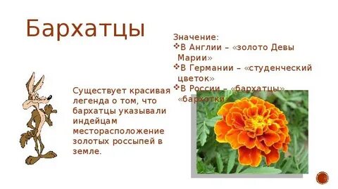 Легенда о бархатцах