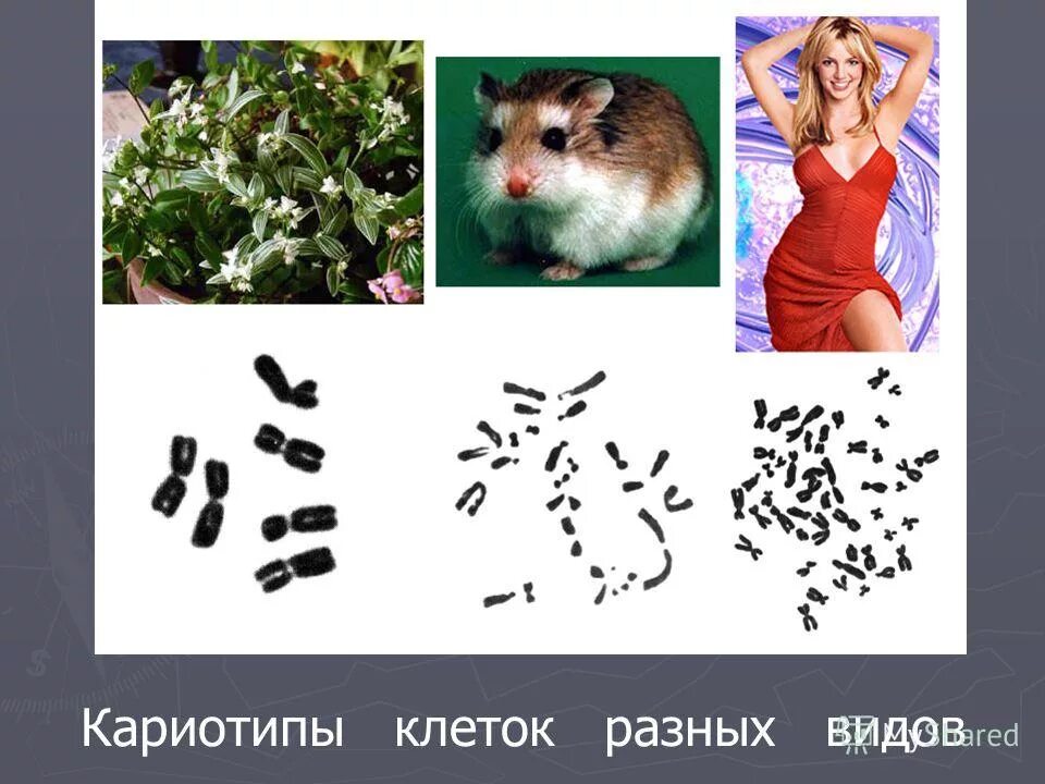 кариотипы разных организмов. кариотип разных животных. мужской кариотип. кариотип растений. кариотип растений.