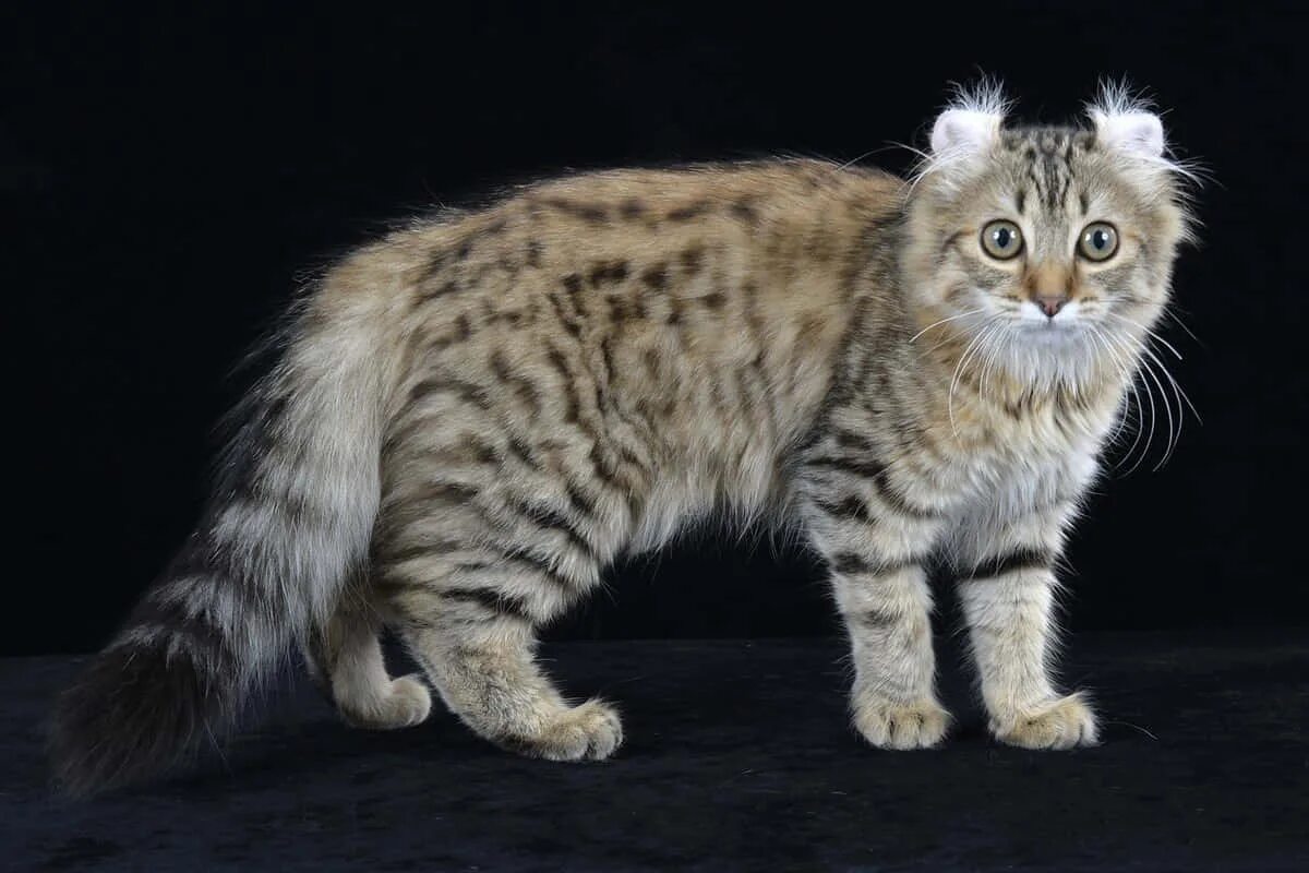 Curl cat