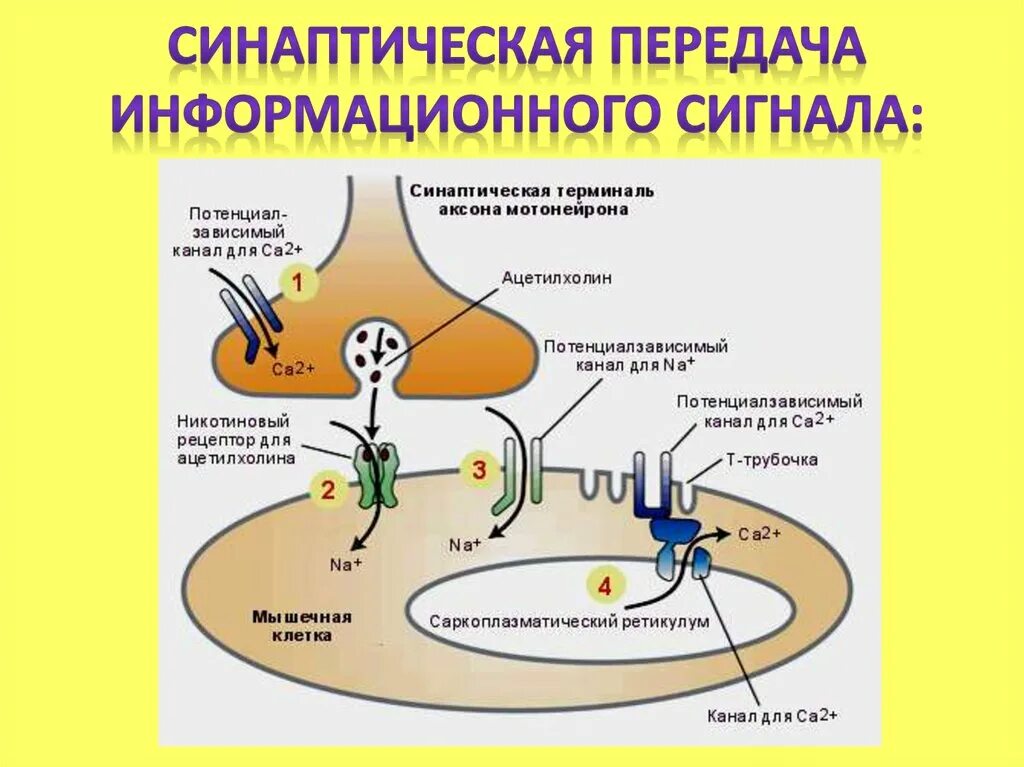 Передача нервного импульса через синапс. Синапс механизм синаптической передачи. механизм синаптической передачи импульса. механизм синаптической передачи нервного импульса. синапс этапы синаптической передачи.