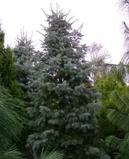 Abies concolor fagerhult