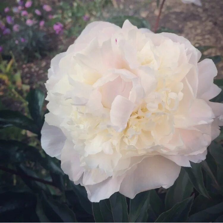 Пион ширли темп. Пион shirley temple (ширли темпл). пион lactiflora shirley temple. пион молочноцветковыйшерли темпл.